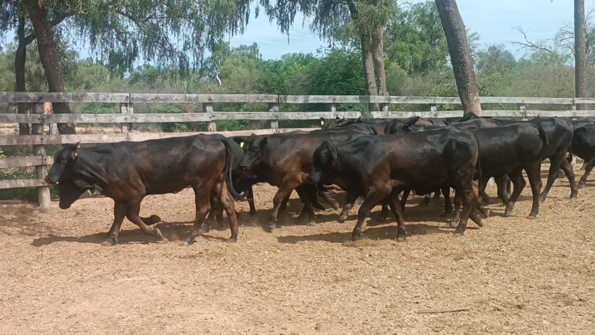 Feria Especial CEA ─ lote 14.1