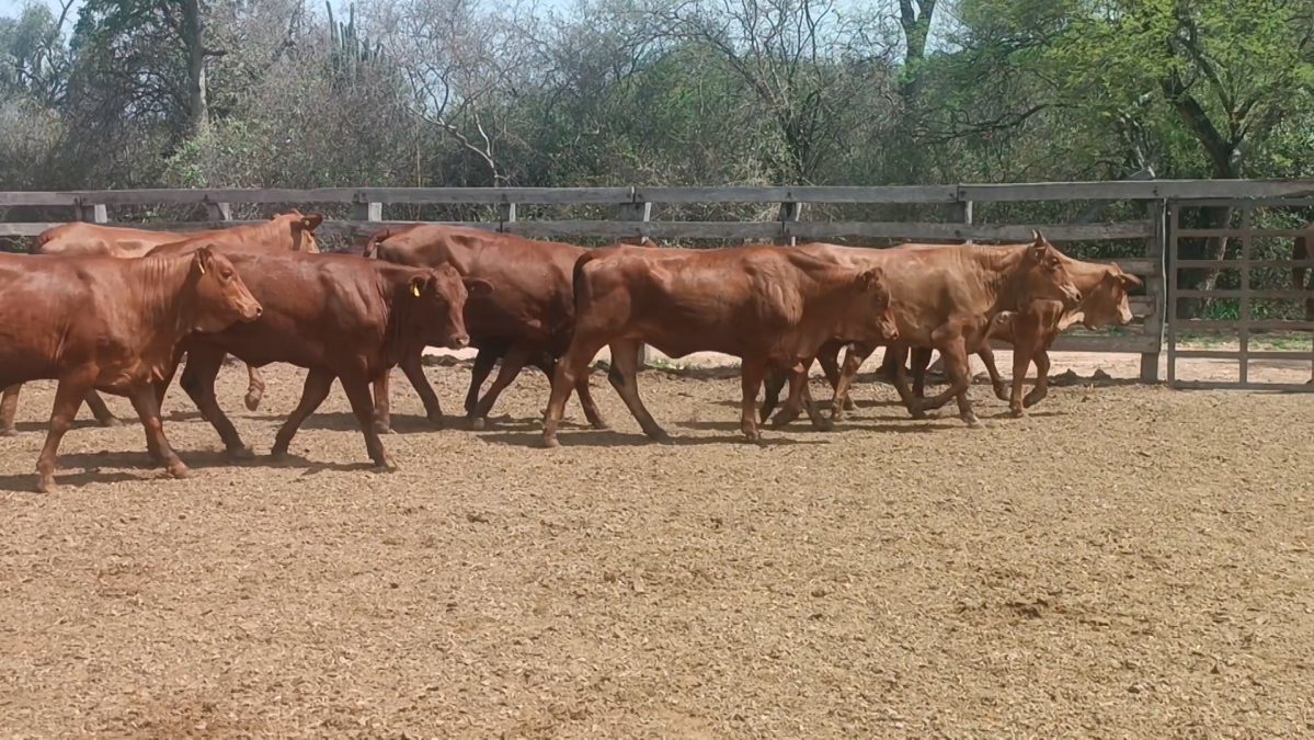 Feria Especial CEA ─ lote Lote 14 – N° insp. 5853