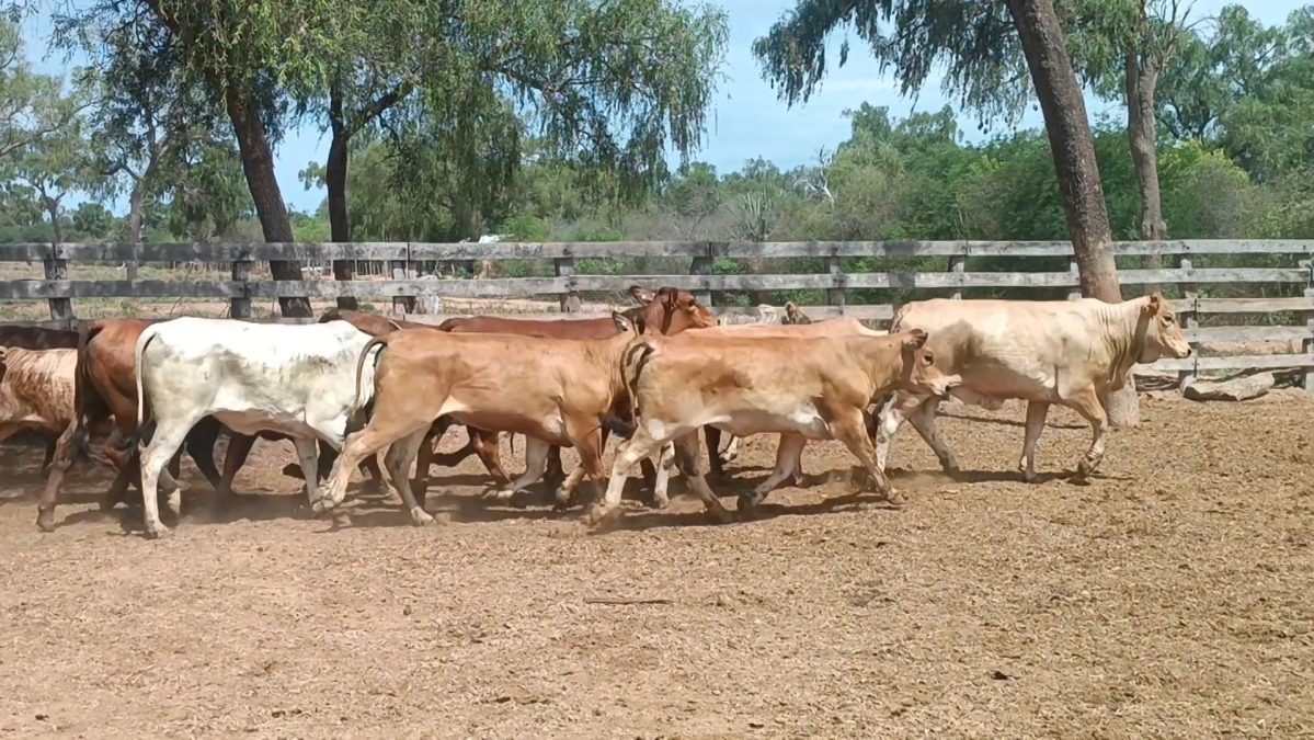 Feria Especial CEA ─ lote 14.3