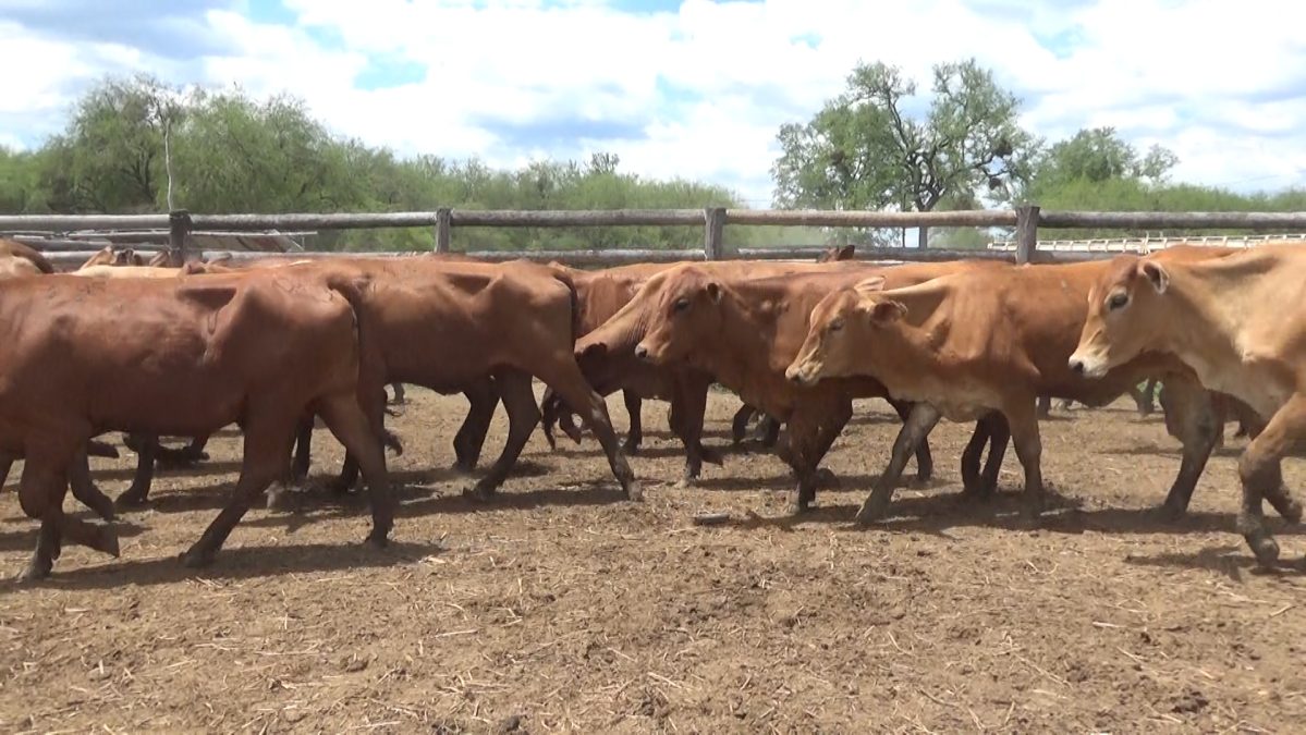 Feria Especial CEA ─ lote Lote 15 – N° insp. 5919