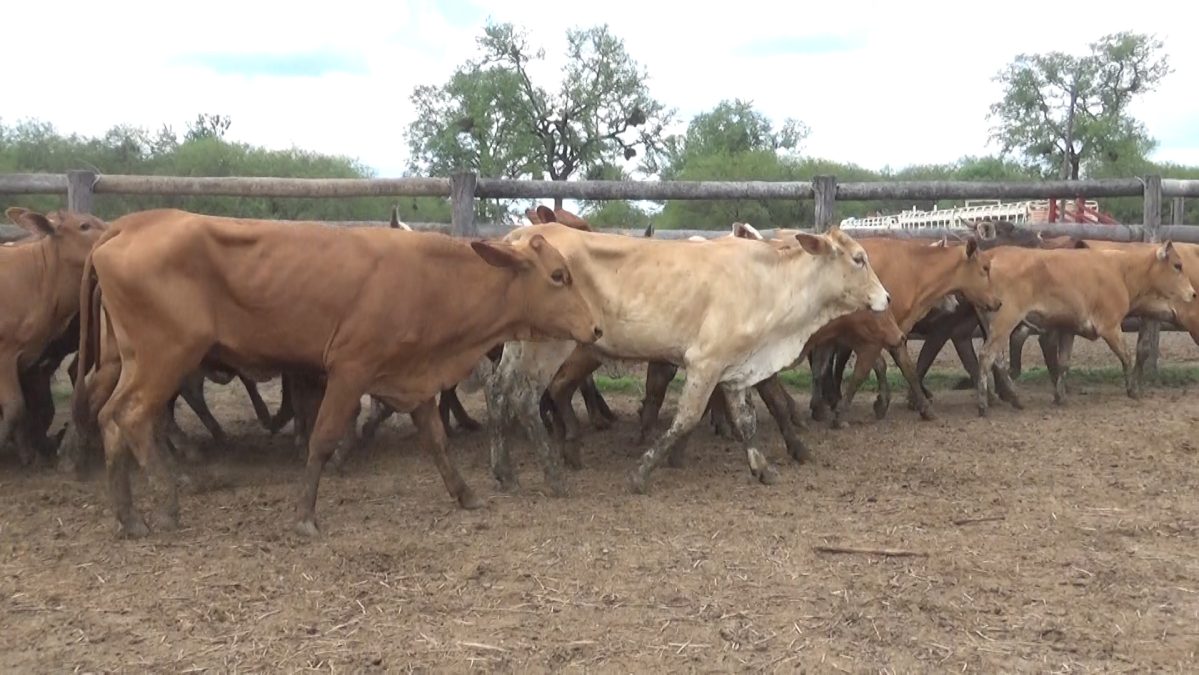 Feria Especial CEA ─ lote 15.2