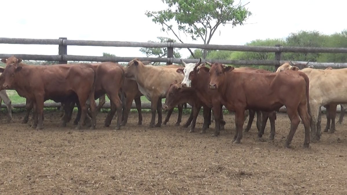 Feria Especial CEA ─ lote 15.3