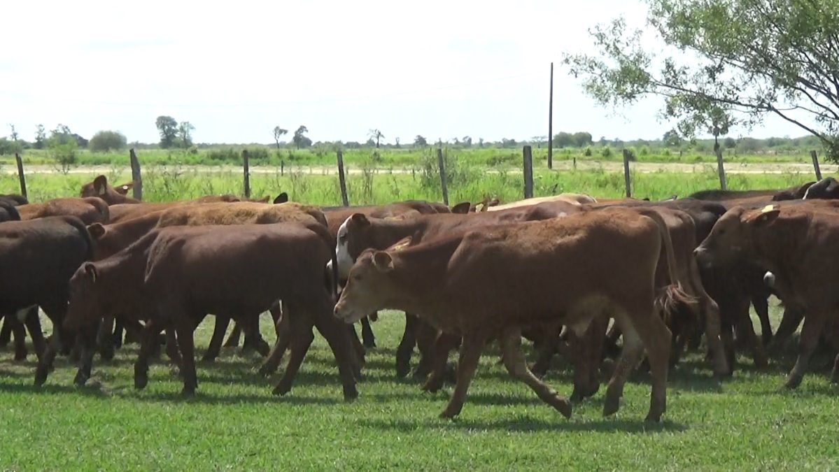 Feria Especial CEA ─ lote 16.1