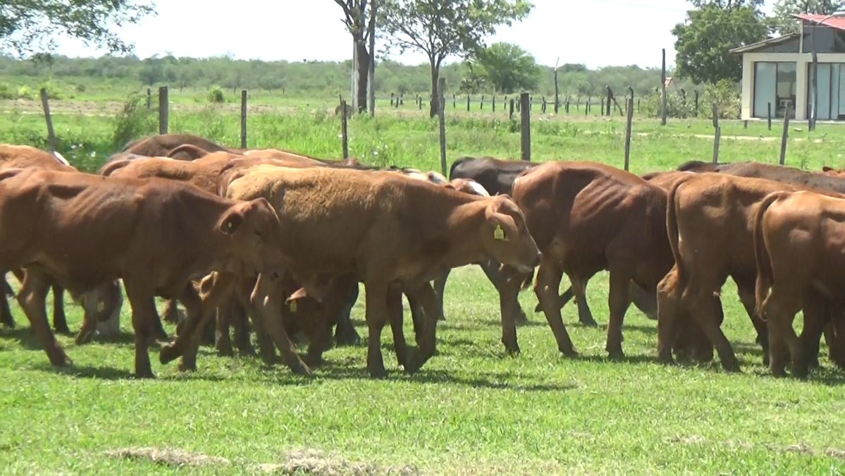 Feria Especial CEA ─ lote Lote 16 – N° insp. 5835