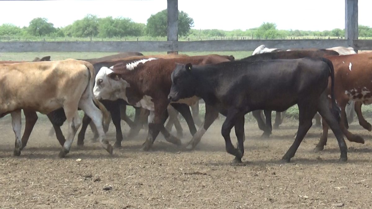 Feria Especial CEA ─ lote 16.3