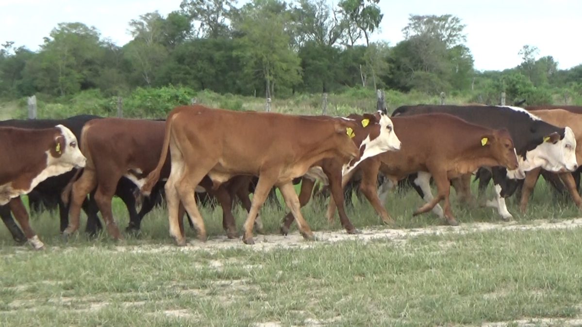 Feria Especial CEA ─ lote 17.1