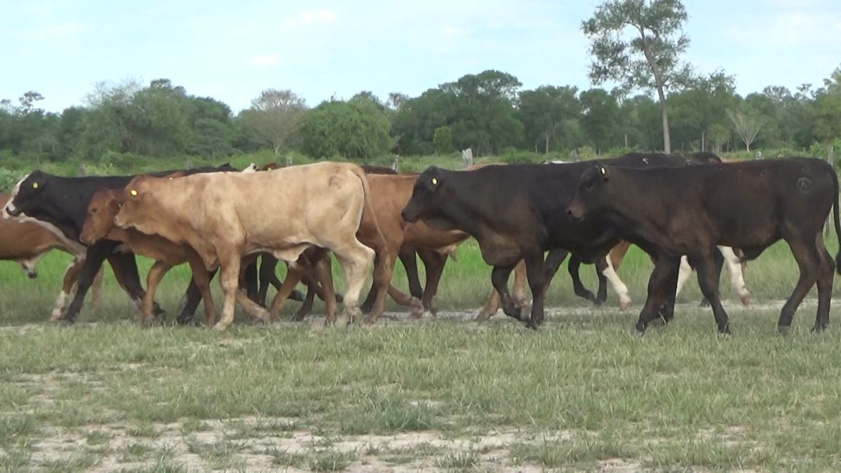 Feria Especial CEA ─ lote 17.2