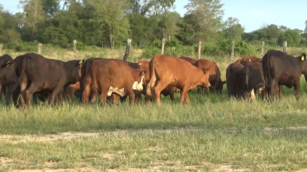 Feria Especial CEA ─ lote Lote 17 – N° insp. 5915