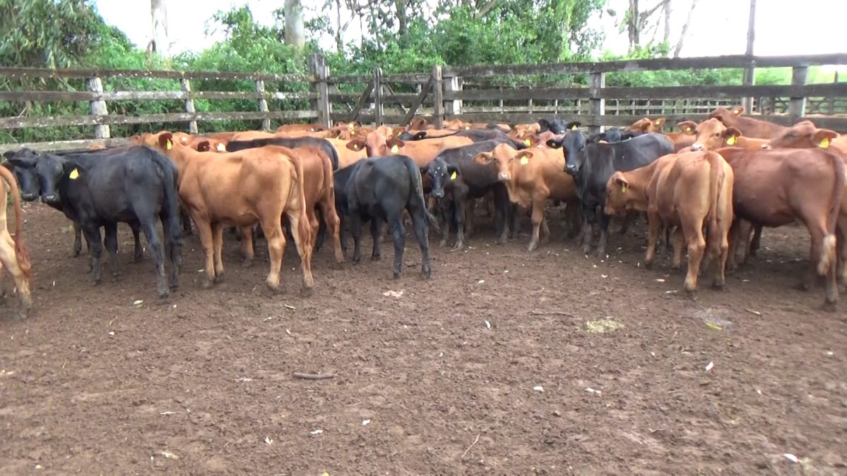 Feria Especial CEA ─ lote Lote 18 – N° insp. 5969