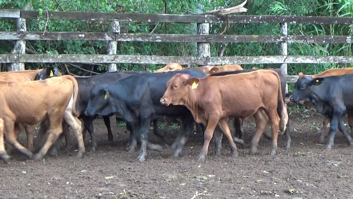 Feria Especial CEA ─ lote 18.2