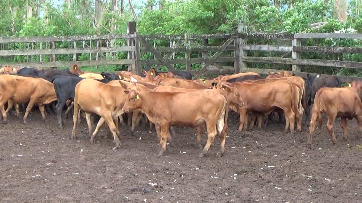 Feria Especial CEA ─ lote 18.3