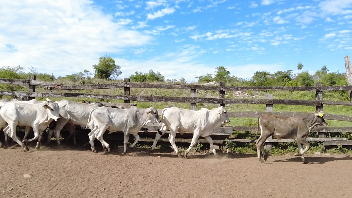 Feria Especial CEA ─ lote 19.1