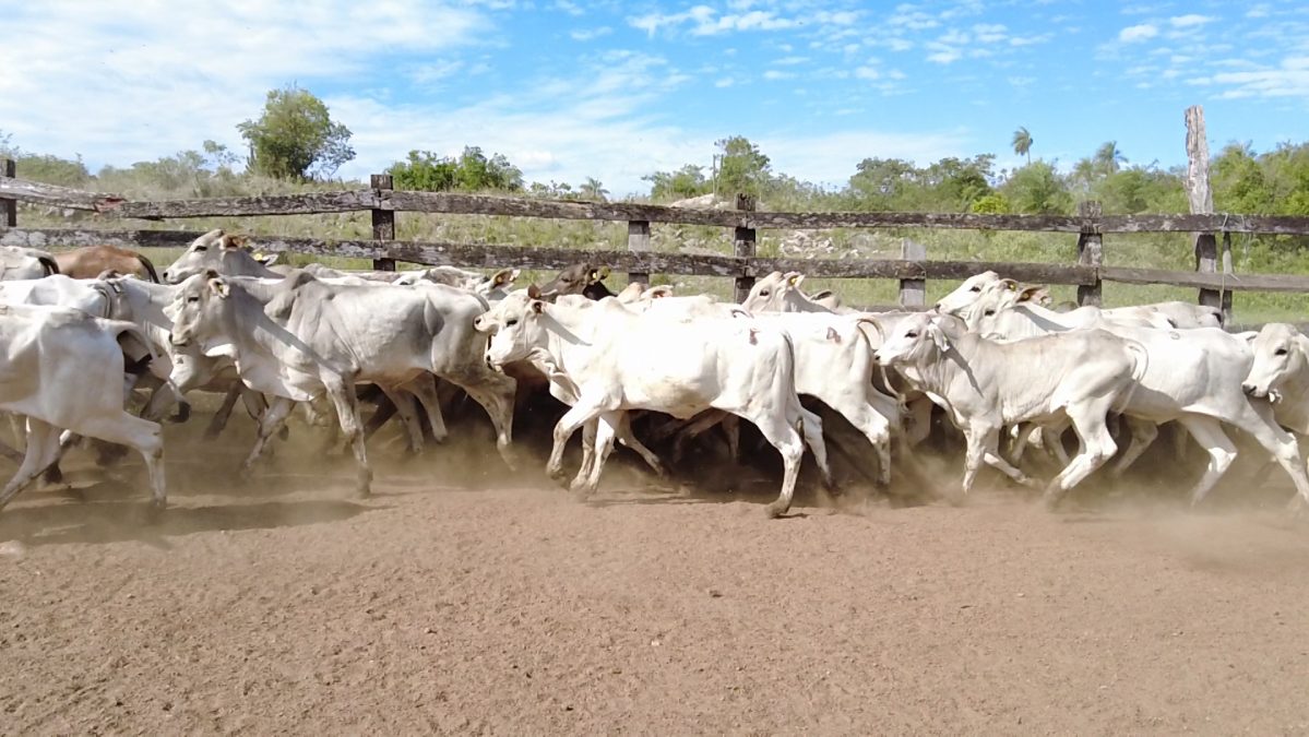 Feria Especial CEA ─ lote 19.2