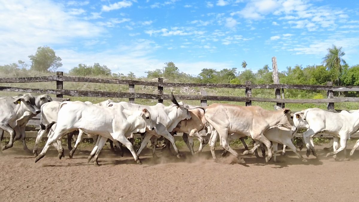 Feria Especial CEA ─ lote Lote 19 – N° insp. 6006