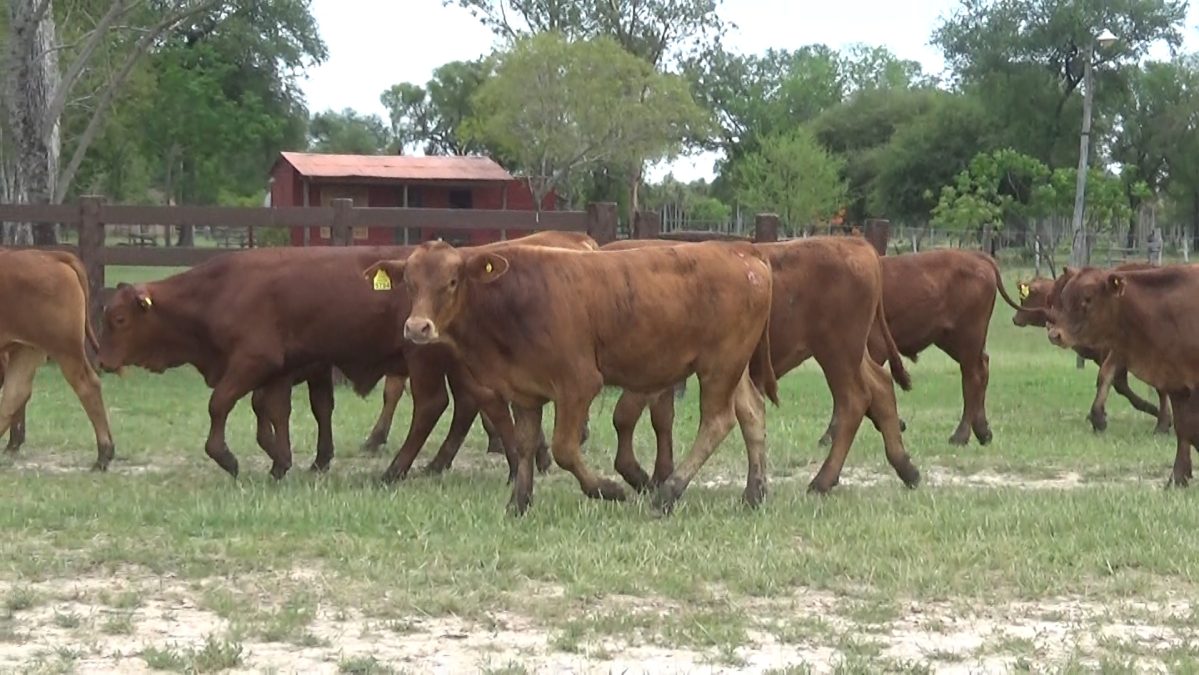 Feria Especial CEA ─ lote Lote 20 – N° insp. 5913