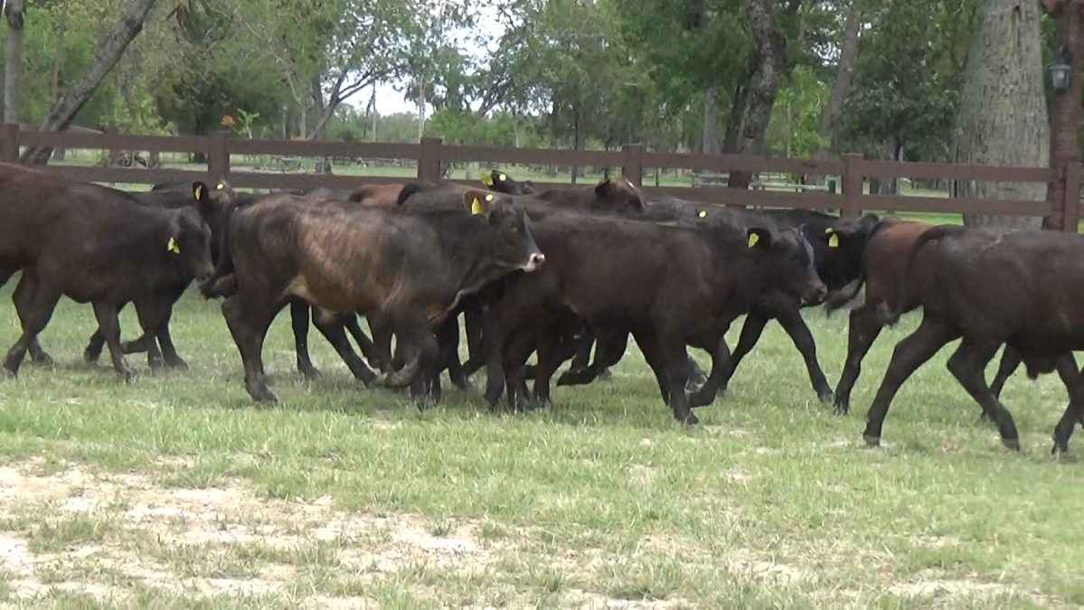 Feria Especial CEA ─ lote 20.2