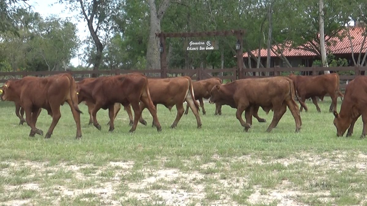 Feria Especial CEA ─ lote 20.3