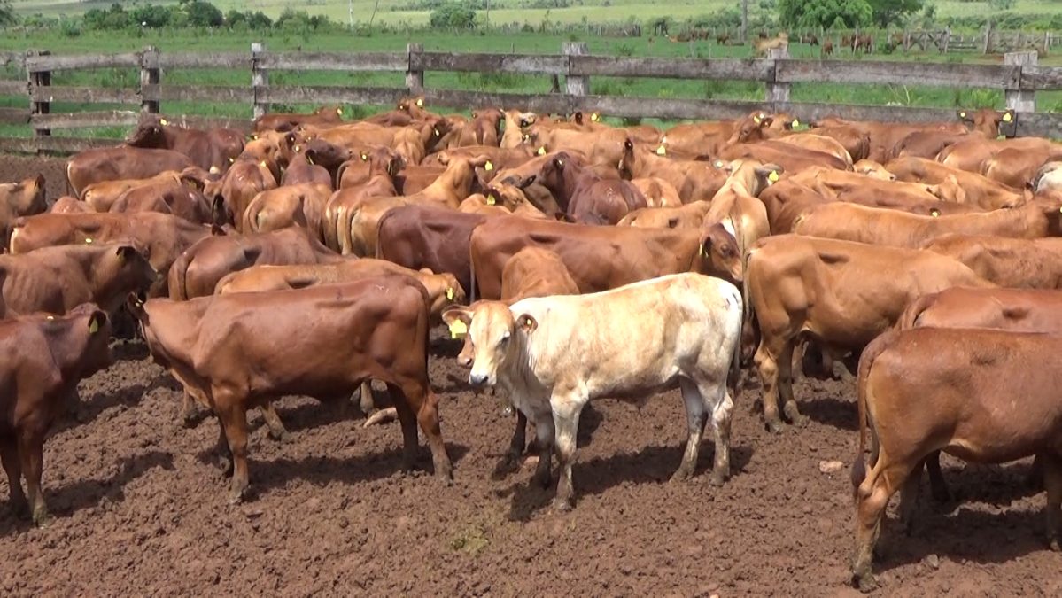 Feria Especial CEA ─ lote Lote 21 – N° insp. 5968