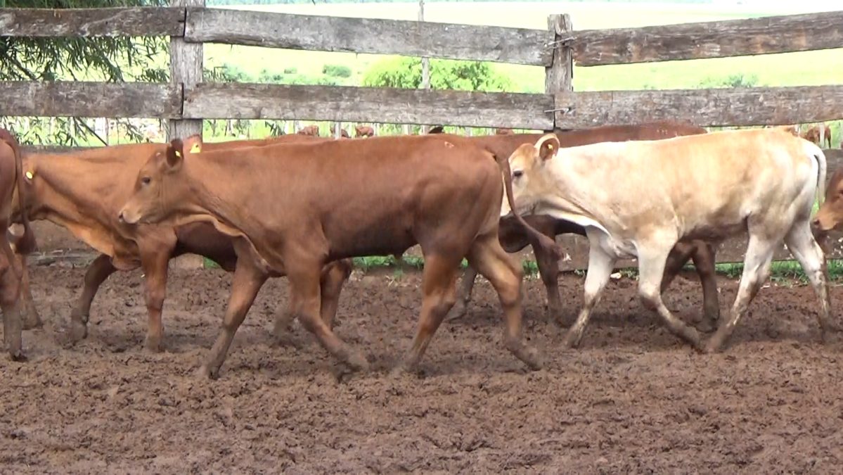 Feria Especial CEA ─ lote 21.2