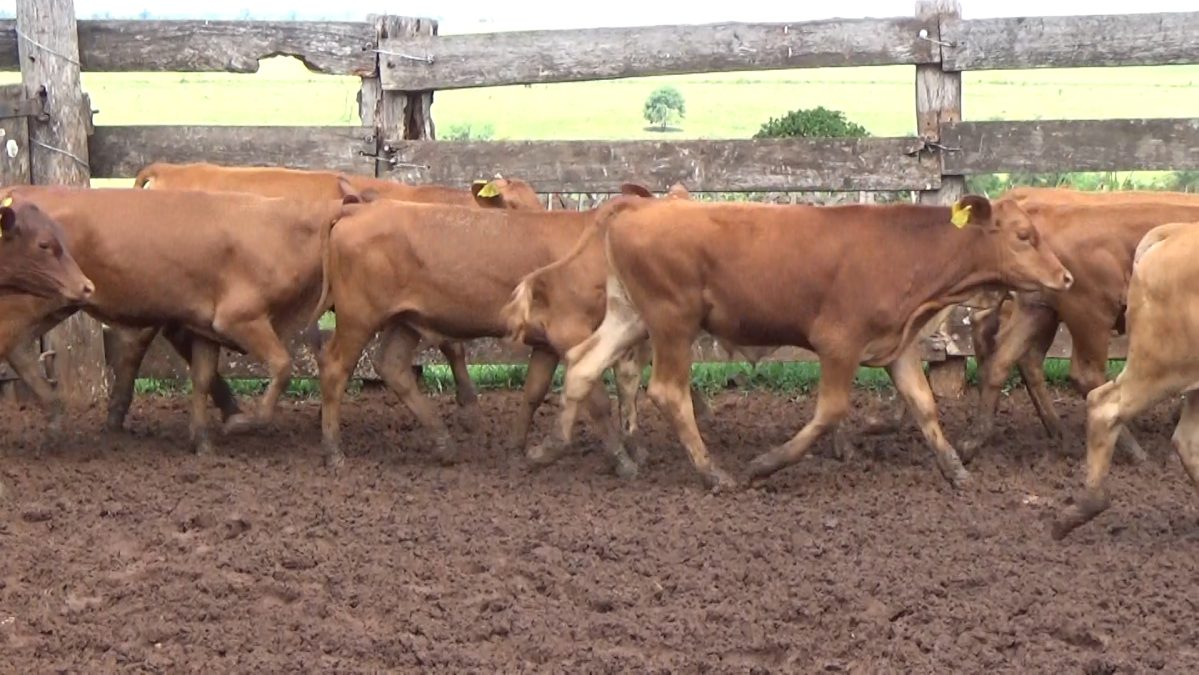 Feria Especial CEA ─ lote 21.3