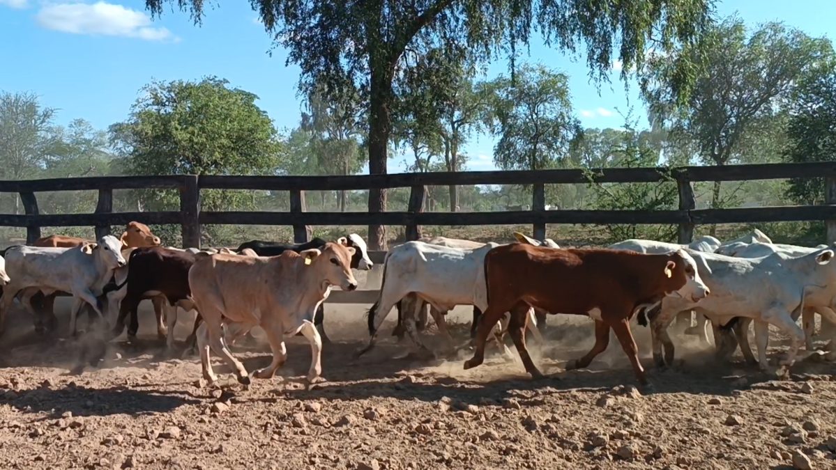 Feria Especial CEA ─ lote 22.1