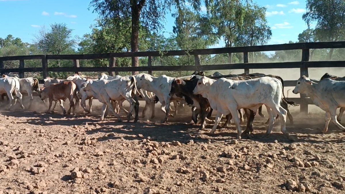 Feria Especial CEA ─ lote Lote 22 – N° insp. 5856