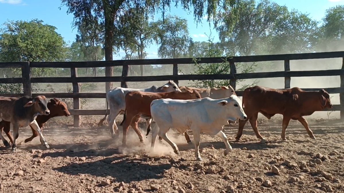 Feria Especial CEA ─ lote 22.3