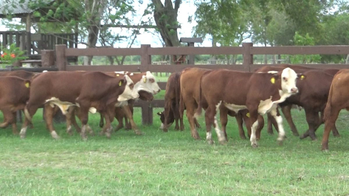 Feria Especial CEA ─ lote 23.2