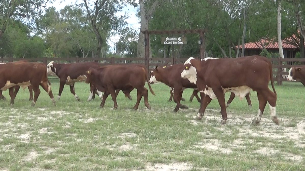 Feria Especial CEA ─ lote 23.3