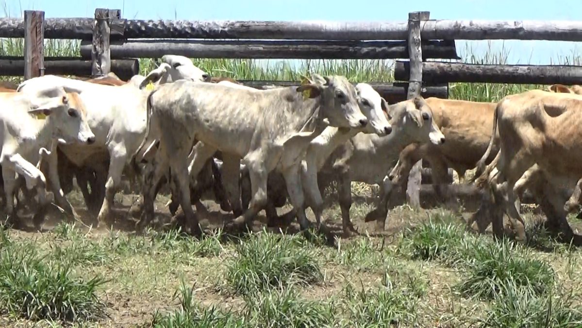 Feria Especial CEA ─ lote 24.2