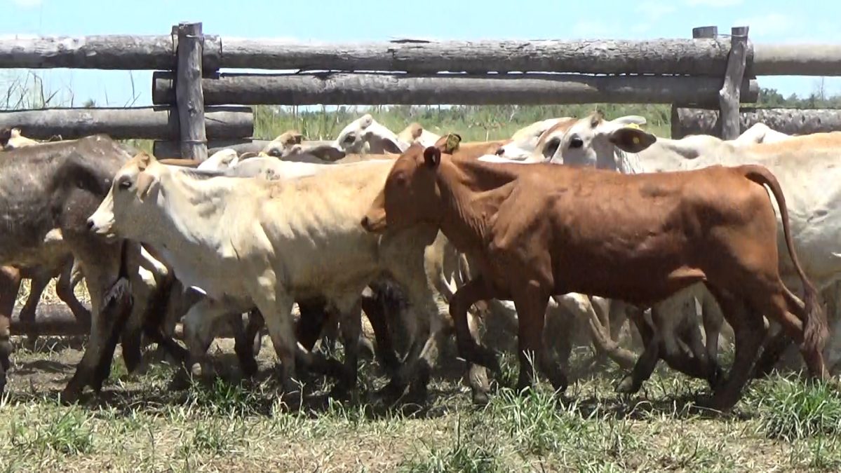 Feria Especial CEA ─ lote 24.3