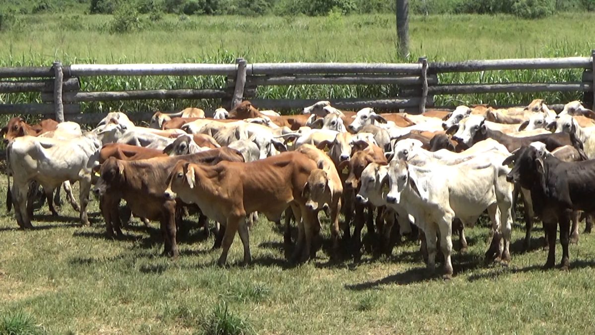 Feria Especial CEA ─ lote Lote 25 – N° insp. 5966