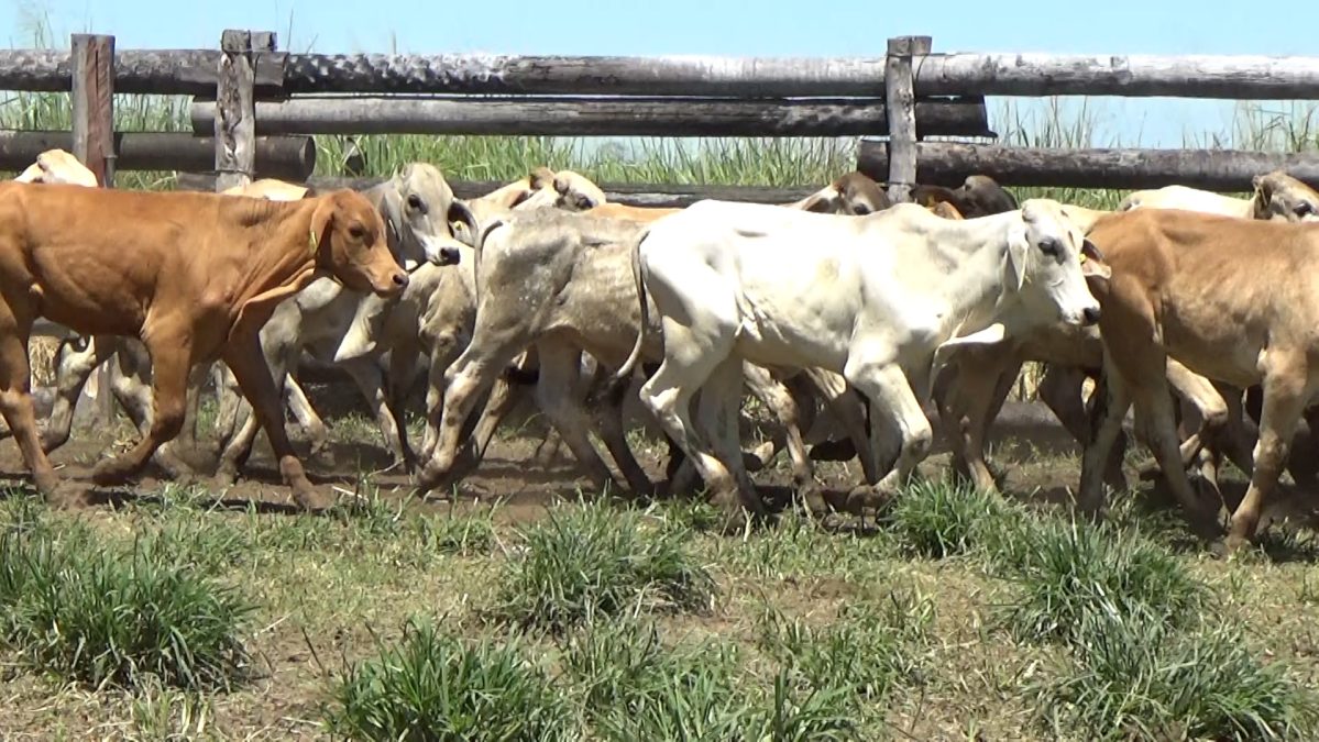 Feria Especial CEA ─ lote 25.2