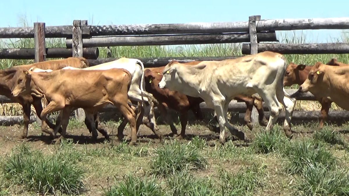 Feria Especial CEA ─ lote 25.3