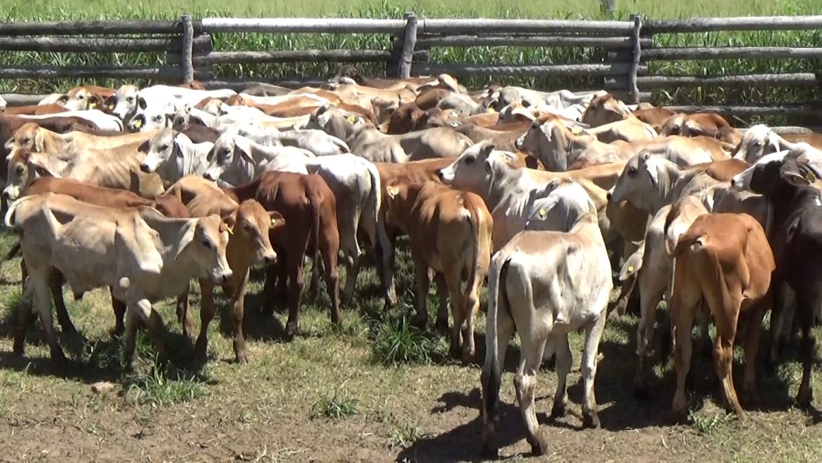 Feria Especial CEA ─ lote Lote 26 – N° insp. 5965