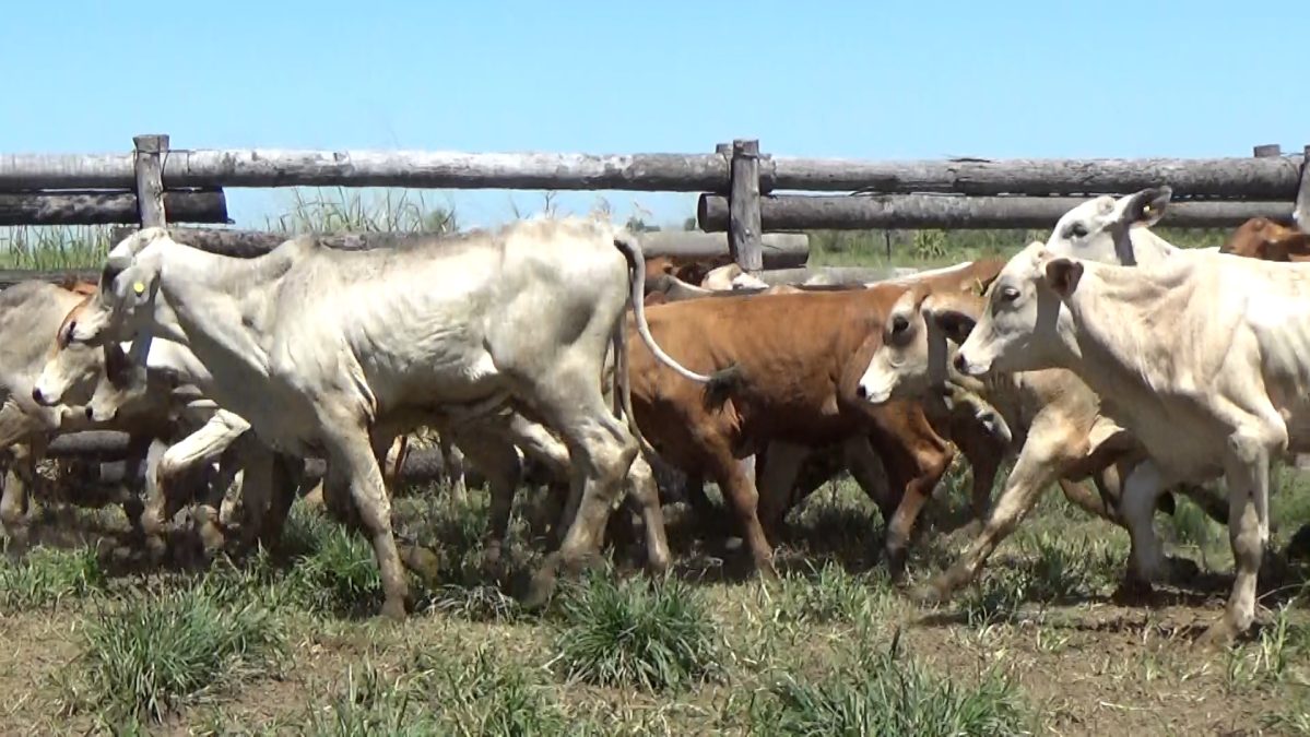 Feria Especial CEA ─ lote 26.3