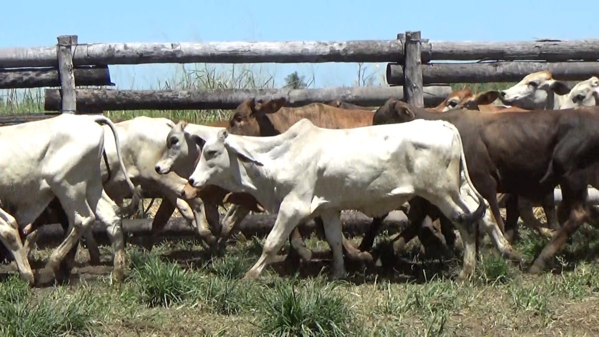 Feria Especial CEA ─ lote 27.3