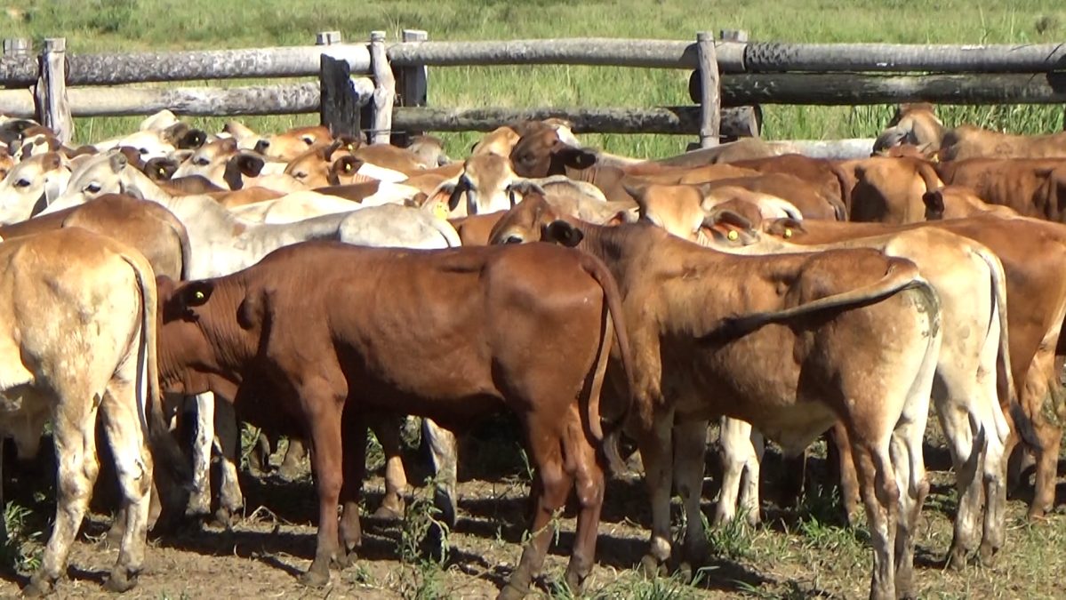 Feria Especial CEA ─ lote Lote 28 – N° insp. 5963