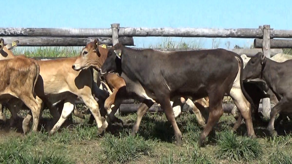 Feria Especial CEA ─ lote 28.3