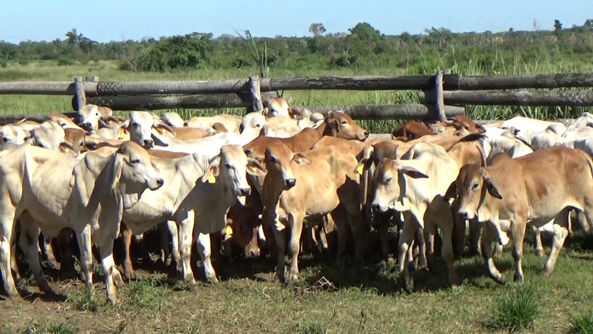 Feria Especial CEA ─ lote Lote 29 – N° insp. 5962