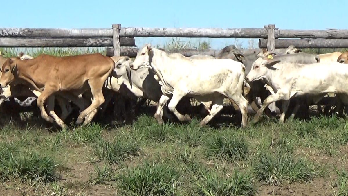 Feria Especial CEA ─ lote 29.2