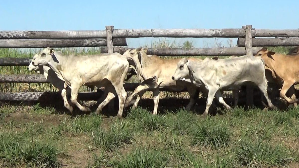 Feria Especial CEA ─ lote 29.3