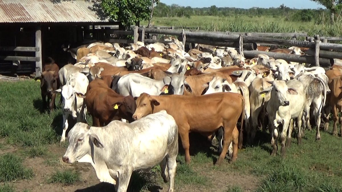 Feria Especial CEA ─ lote Lote 30 – N° insp. 5961