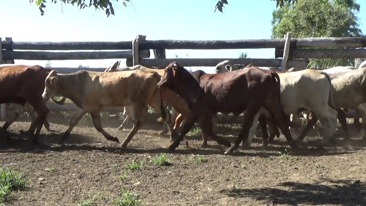 Feria Especial CEA ─ lote 30.2