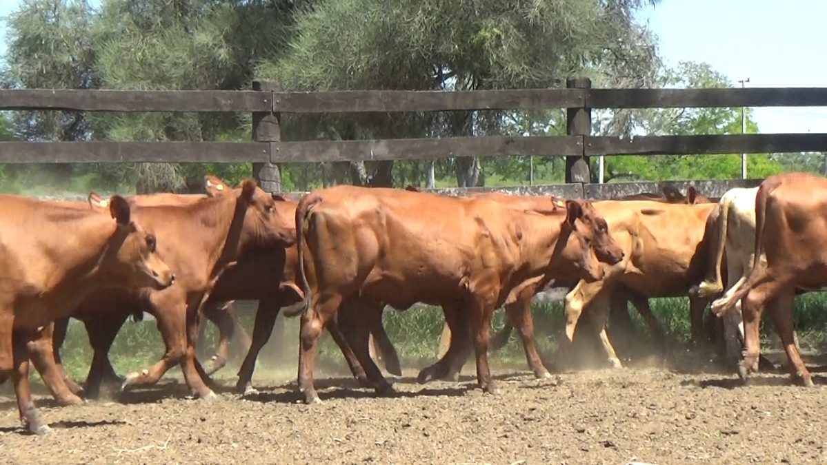 Feria de Invernada por Pantalla Televisada ─ lote 5838 1