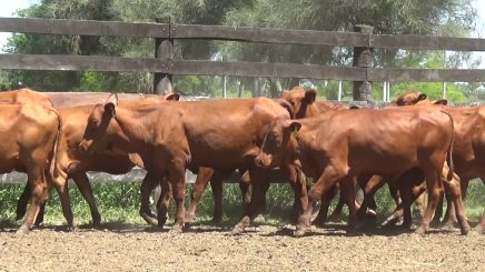 Lote 6 – N° insp. 5838