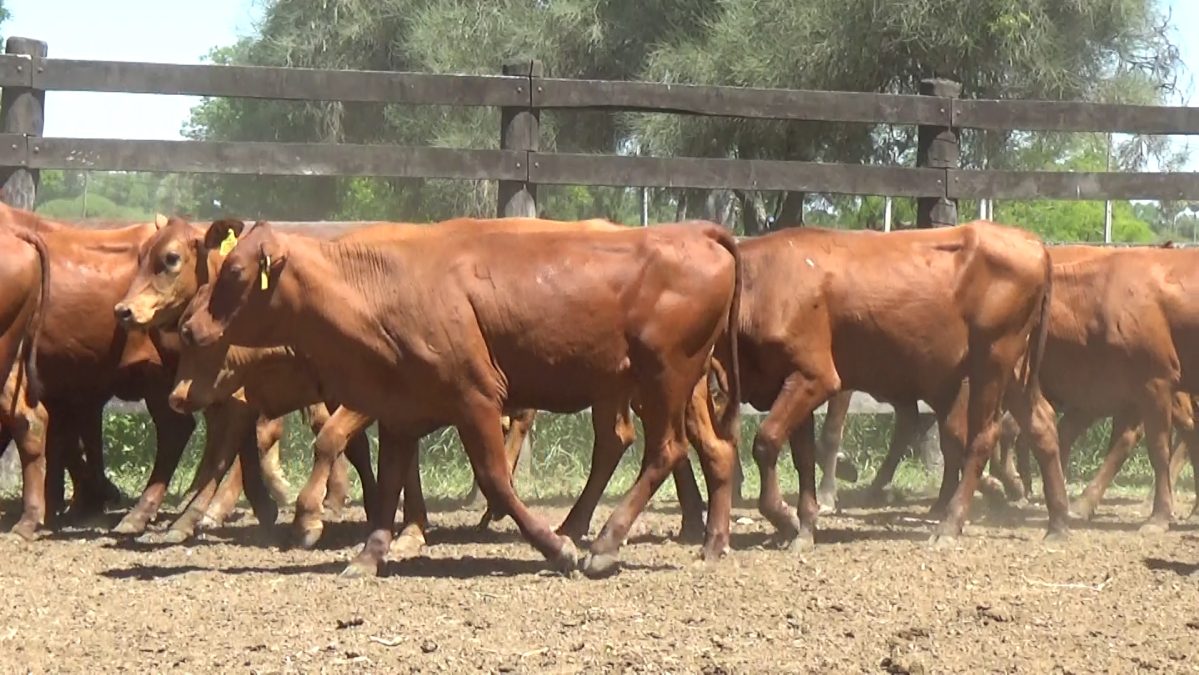 Feria de Invernada por Pantalla Televisada ─ lote 5838 3