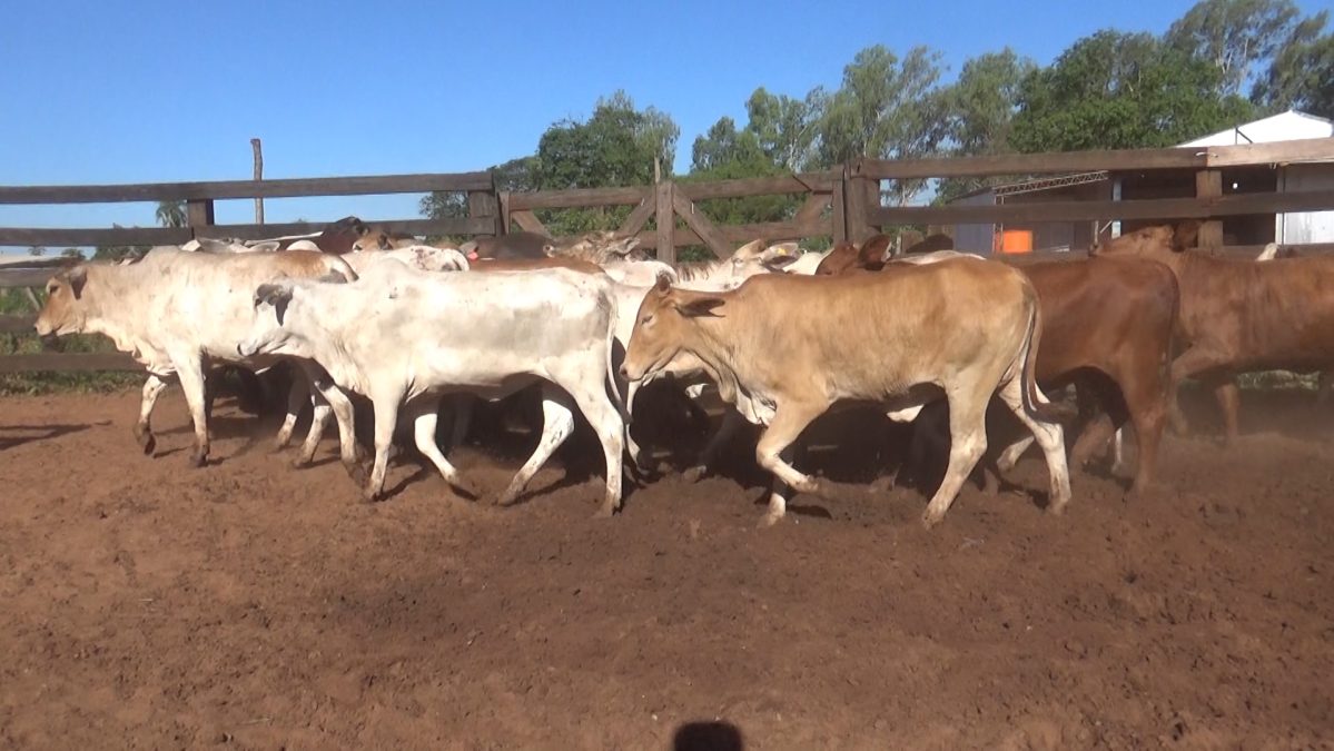 Feria de Invernada por Pantalla Televisada ─ lote 5920 1