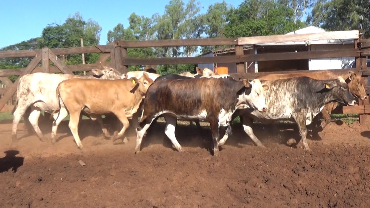 Feria de Invernada por Pantalla Televisada ─ lote Lote 7 – N° insp. 5920