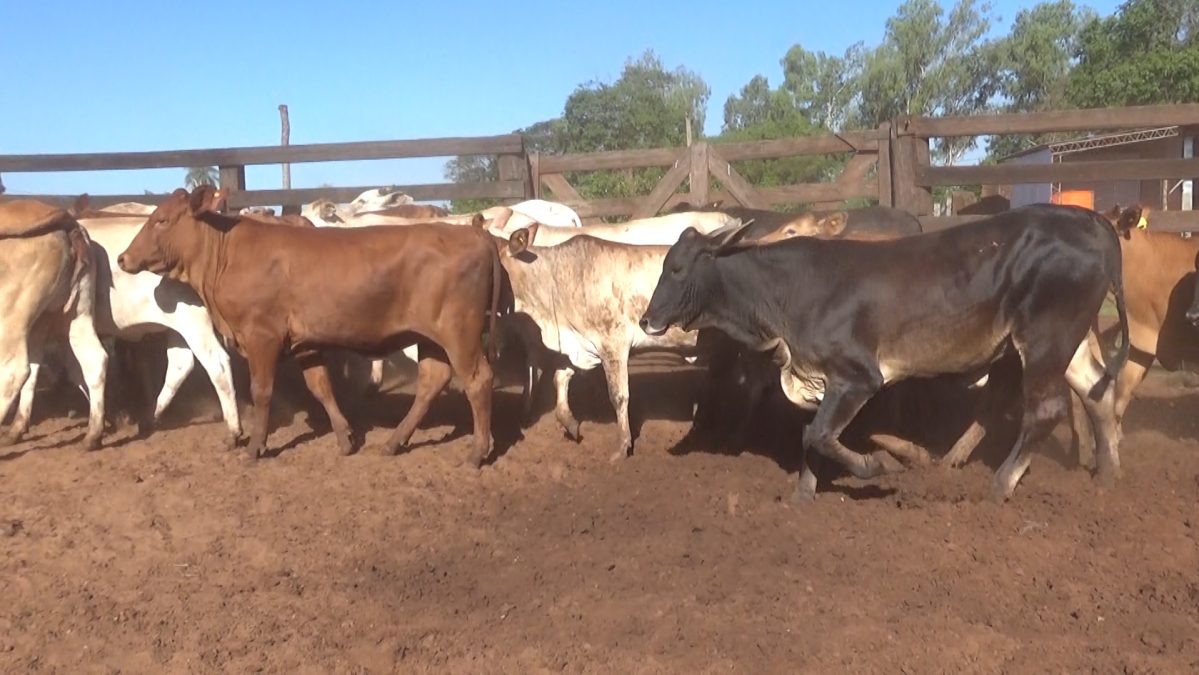 Feria de Invernada por Pantalla Televisada ─ lote 5920 3